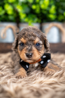 Rowan, puppy at Country Lane Doodles