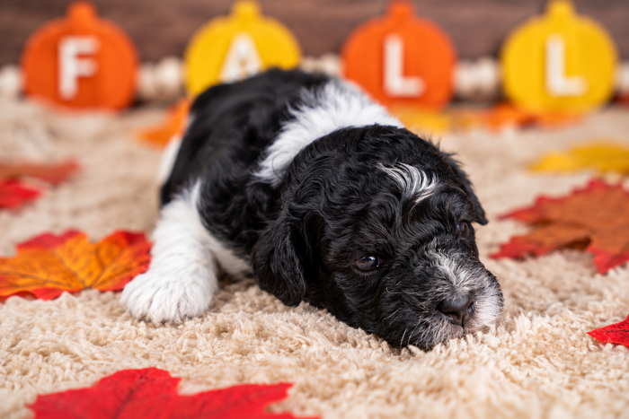 Cider, Bernedoodle puppy available at Country Lane Doodles