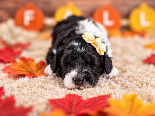 Maple Mae, a Bernedoodle puppy raised by Country Lane Doodles in Utah