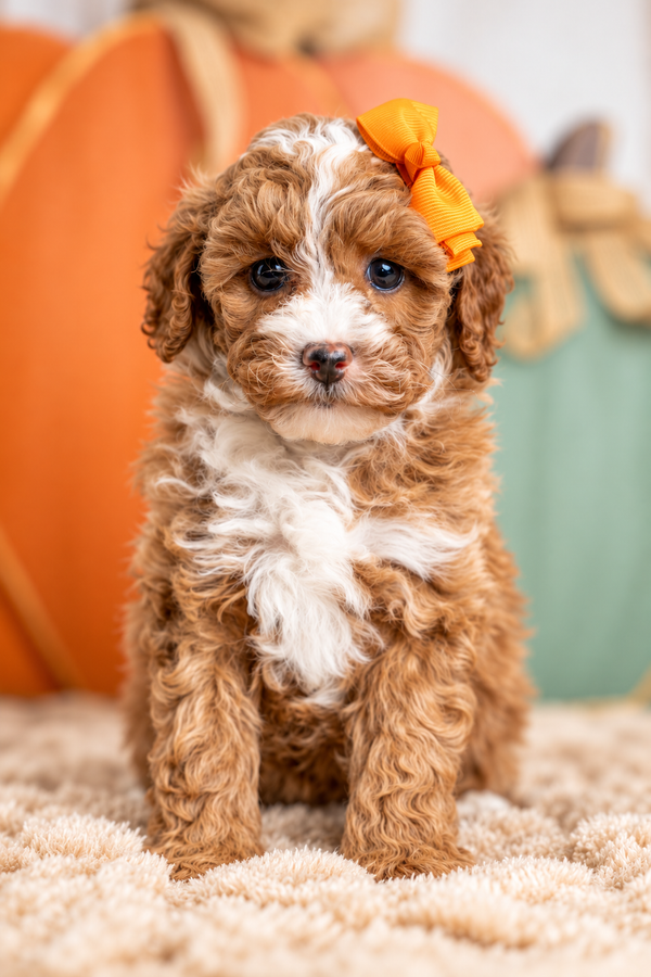 Chanel, a Poodle puppy raised by Country Lane Doodles in Utah
