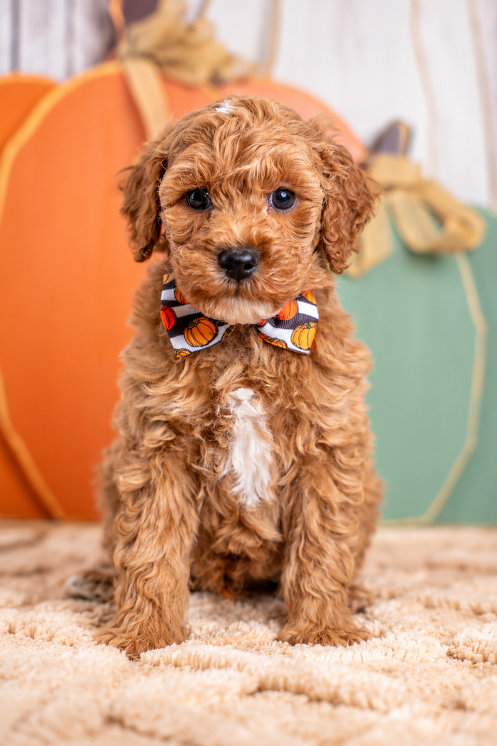 Bentley, Poodle puppy available at Country Lane Doodles