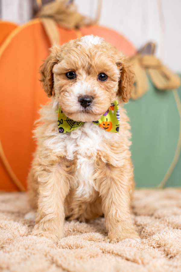 Winston, a Poodle puppy raised by Country Lane Doodles in Utah