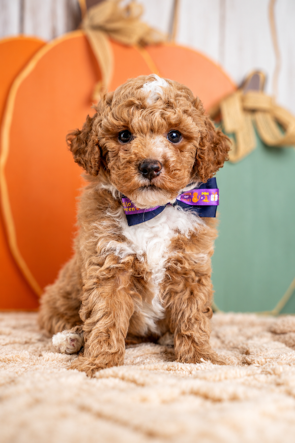 Louis, a Poodle puppy raised by Country Lane Doodles in Utah