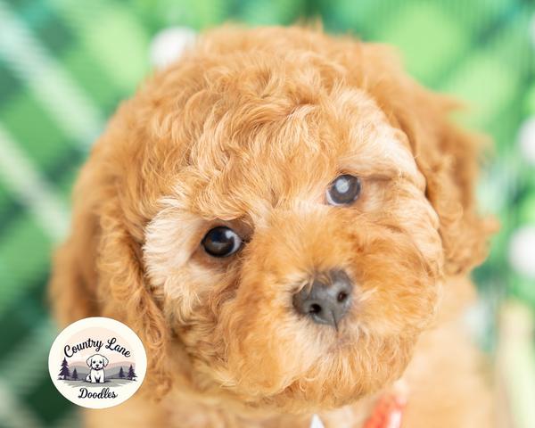 Rakh C. - Illinois's puppy